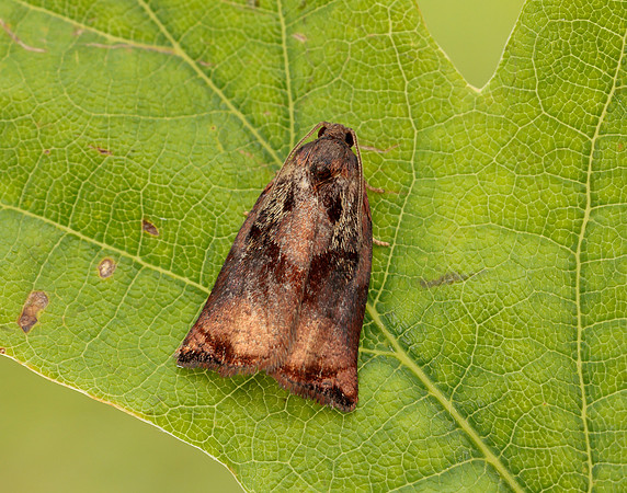 49.013 BF977 Large Fruit-tree Tortrix Archips podana