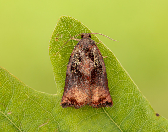 49.013 BF977 Large Fruit-tree Tortrix Archips podana