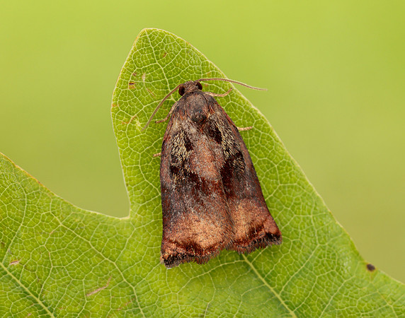 49.013 BF977 Large Fruit-tree Tortrix Archips podana