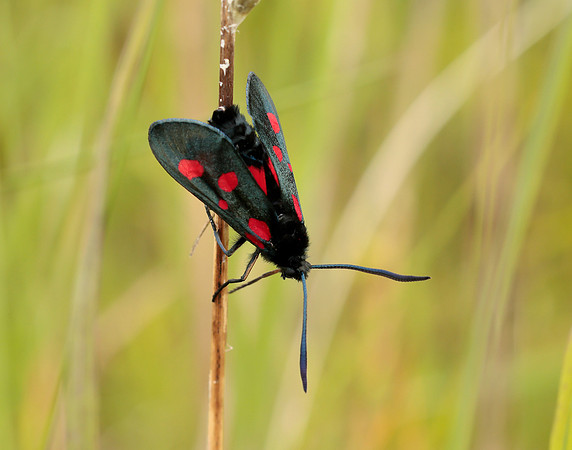 54.009 BF171 Narrow-bordered Five-spot Burnet Zygaena lonicerae
