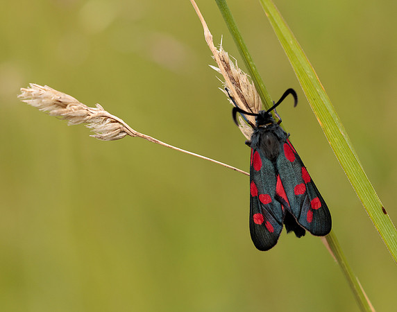 54.009 BF171 Narrow-bordered Five-spot Burnet Zygaena lonicerae