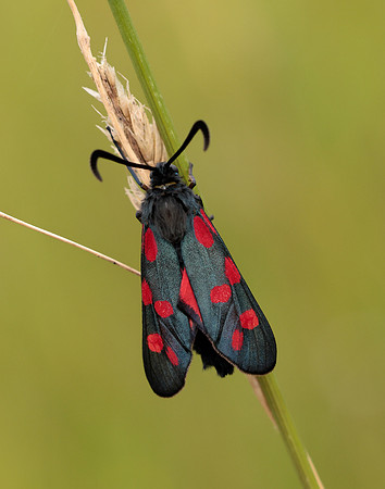 54.009 BF171 Narrow-bordered Five-spot Burnet Zygaena lonicerae