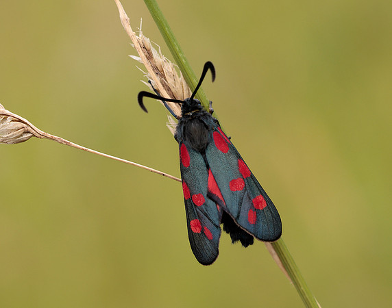 54.009 BF171 Narrow-bordered Five-spot Burnet Zygaena lonicerae