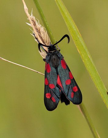 54.009 BF171 Narrow-bordered Five-spot Burnet Zygaena lonicerae