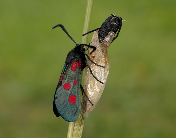 54.009 BF171 Narrow-bordered Five-spot Burnet Zygaena lonicerae