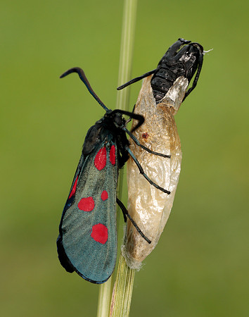 54.009 BF171 Narrow-bordered Five-spot Burnet Zygaena lonicerae