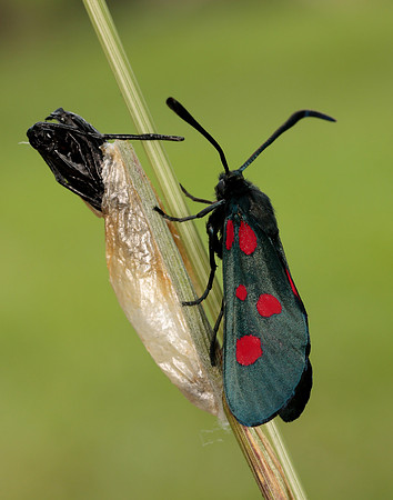 54.009 BF171 Narrow-bordered Five-spot Burnet Zygaena lonicerae