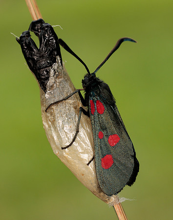 54.009 BF171 Narrow-bordered Five-spot Burnet Zygaena lonicerae