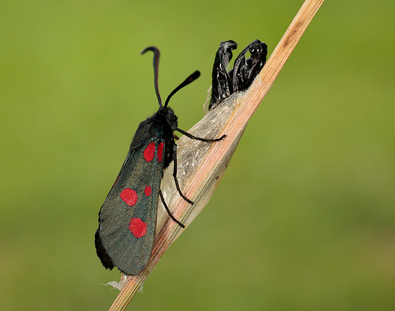 54.009 BF171 Narrow-bordered Five-spot Burnet Zygaena lonicerae