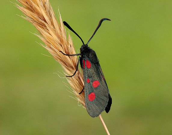 54.009 BF171 Narrow-bordered Five-spot Burnet Zygaena lonicerae