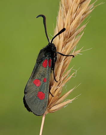 54.009 BF171 Narrow-bordered Five-spot Burnet Zygaena lonicerae