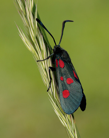 54.009 BF171 Narrow-bordered Five-spot Burnet Zygaena lonicerae
