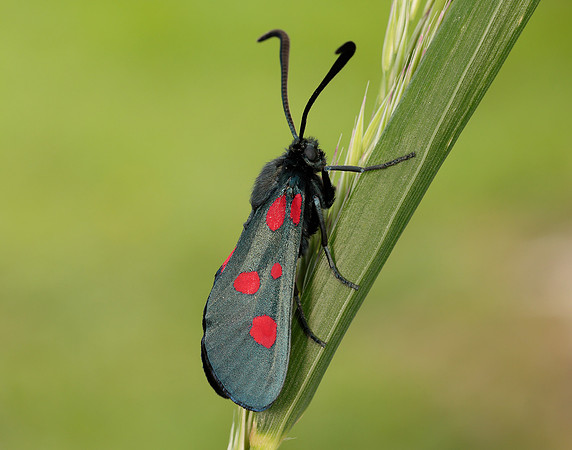 54.009 BF171 Narrow-bordered Five-spot Burnet Zygaena lonicerae