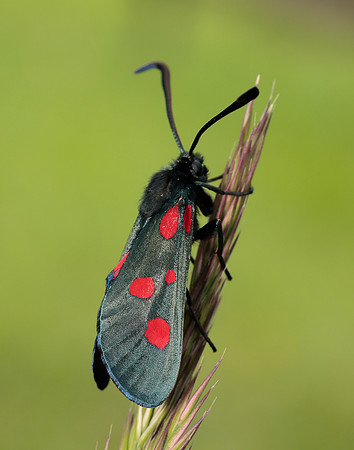 54.009 BF171 Narrow-bordered Five-spot Burnet Zygaena lonicerae