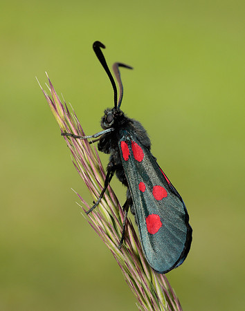 54.009 BF171 Narrow-bordered Five-spot Burnet Zygaena lonicerae