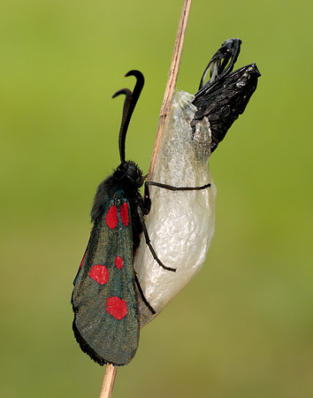 54.009 BF171 Narrow-bordered Five-spot Burnet Zygaena lonicerae