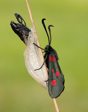 54.009 BF171 Narrow-bordered Five-spot Burnet Zygaena lonicerae