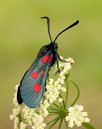 54.009 BF171 Narrow-bordered Five-spot Burnet Zygaena lonicerae