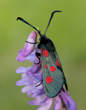 54.009 BF171 Narrow-bordered Five-spot Burnet Zygaena lonicerae