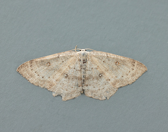 70.032 BF1677 Birch Mocha Cyclophora albipunctata