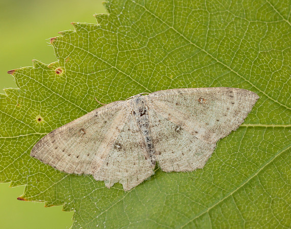 70.032 BF1677 Birch Mocha Cyclophora albipunctata