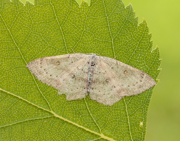 70.032 BF1677 Birch Mocha Cyclophora albipunctata