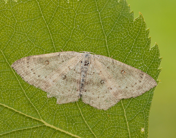 70.032 BF1677 Birch Mocha Cyclophora albipunctata