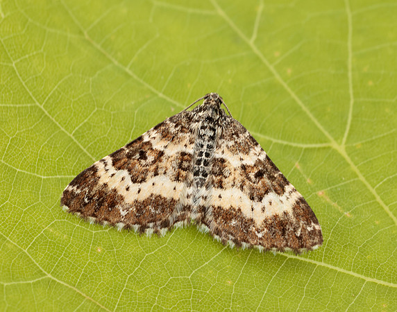 70.060 BF1737 Small Argent & Sable Epirrhoe tristata