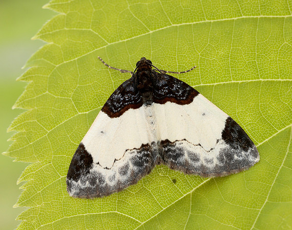 70.068 BF1748 Beautiful Carpet Mesoleuca albicillata