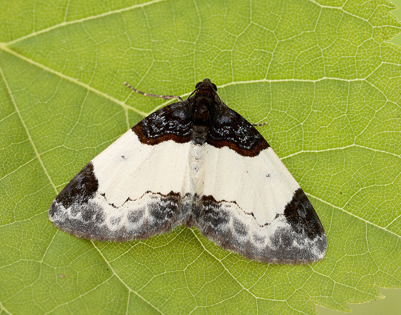 70.068 BF1748 Beautiful Carpet Mesoleuca albicillata