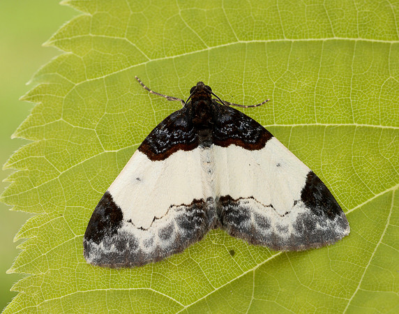 70.068 BF1748 Beautiful Carpet Mesoleuca albicillata