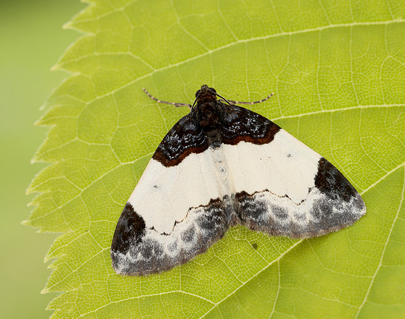 70.068 BF1748 Beautiful Carpet Mesoleuca albicillata