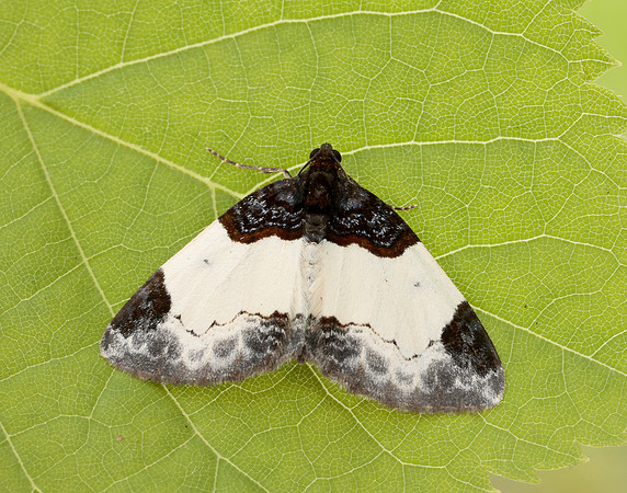70.068 BF1748 Beautiful Carpet Mesoleuca albicillata