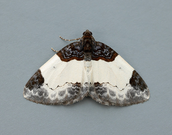 70.068 BF1748 Beautiful Carpet Mesoleuca albicillata