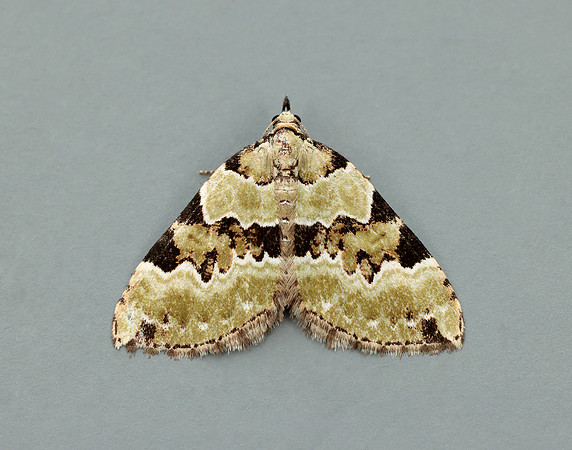 70.100 BF1776 Green Carpet Colostygia pectinataria