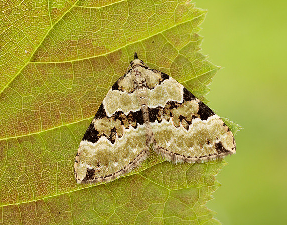70.100 BF1776 Green Carpet Colostygia pectinataria