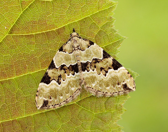 70.100 BF1776 Green Carpet Colostygia pectinataria