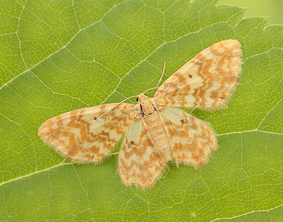 70.114 BF1876 Small Yellow Wave Hydrelia flammeolaria