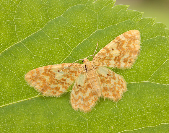 70.114 BF1876 Small Yellow Wave Hydrelia flammeolaria