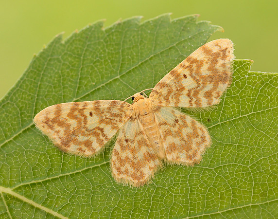 70.114 BF1876 Small Yellow Wave Hydrelia flammeolaria
