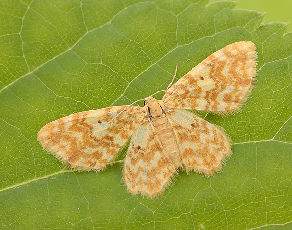 70.114 BF1876 Small Yellow Wave Hydrelia flammeolaria