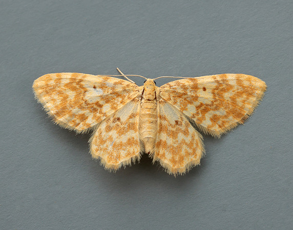 70.114 BF1876 Small Yellow Wave Hydrelia flammeolaria