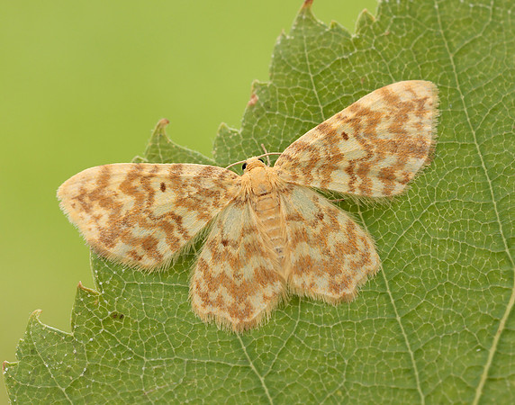 70.114 BF1876 Small Yellow Wave Hydrelia flammeolaria