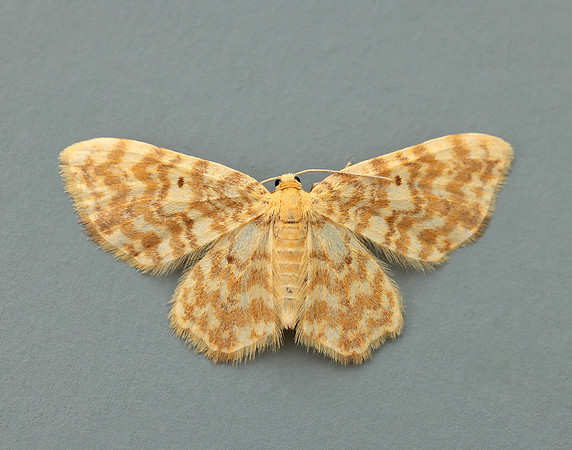 70.114 BF1876 Small Yellow Wave Hydrelia flammeolaria