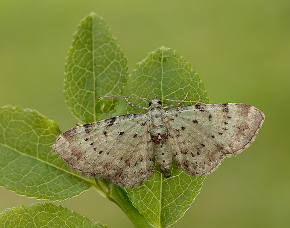 70.145 BF1861 Bilberry Pug Pasiphila debiliata