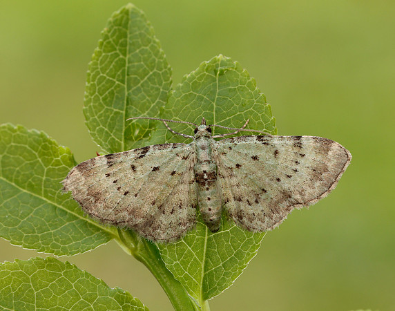 70.145 BF1861 Bilberry Pug Pasiphila debiliata
