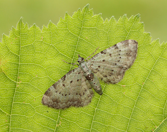 70.145 BF1861 Bilberry Pug Pasiphila debiliata