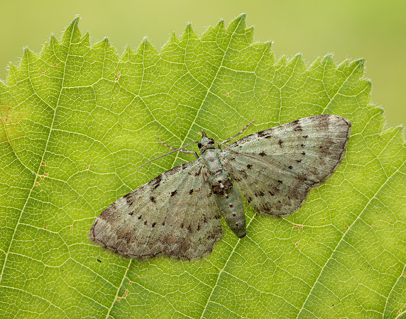 70.145 BF1861 Bilberry Pug Pasiphila debiliata