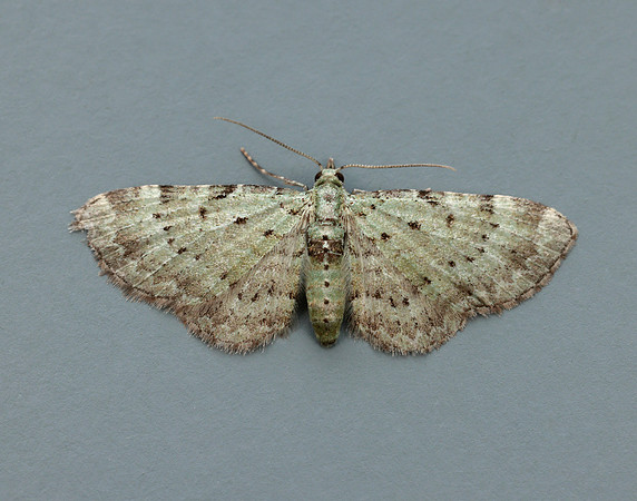 70.145 BF1861 Bilberry Pug Pasiphila debiliata