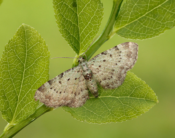 70.145 BF1861 Bilberry Pug Pasiphila debiliata